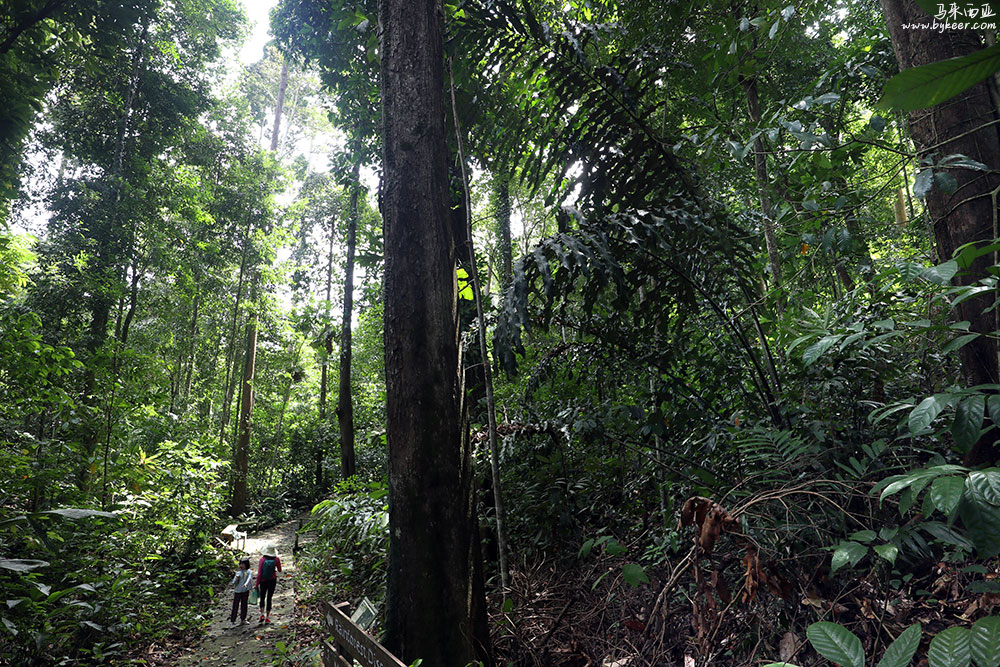 婆罗洲的雨林(一)(18): 与乡村民居仅几步之隔，卡比利-西必洛森林保护区（Kabili-Sepilok Forest Reserve）仿佛进入截然不同的一个世界。<br>因为婆罗洲长期与大陆隔离，这里有着比亚马逊流域更为高耸的热带雨林和惊人的生物多样性，是全世界生物种类最为丰富的地区之一。