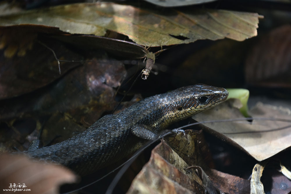 婆罗洲的雨林(一)(19): 路边时常可见的小蜥蜴