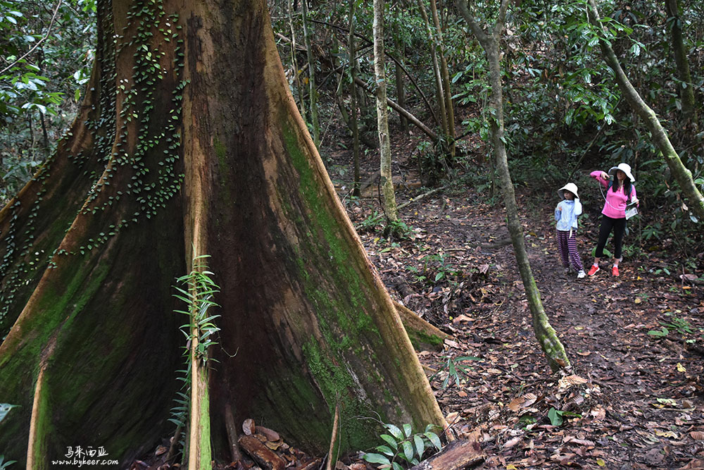 婆罗洲的雨林(一)(23): 如同火箭尾翼般的板状根（buttress root），是热带大树最显著的特征了，稳稳支撑着高颀的巨树。