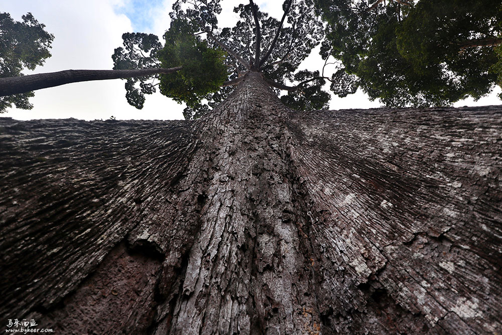 婆罗洲的雨林(一)(24): 热带最高的参天大树高度超过了100米，就是在附近的丹浓谷保护区（Danum Valley Conservation Area）发现的。<br>一篇论文《The mechanical stability of the world’s tallest broadleaf trees》研究了这些巨树的机械稳定性，<br>论文作者之一Yadvinder Malhi说，“它们就像是巨大的蒲公英，又高又细，并且利用风来传播种子。”