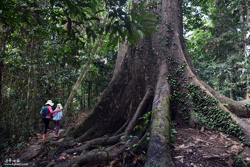 婆罗洲的雨林(一)(25): 树干上凝结有大块黑色粘稠的树脂，它们蒸馏重结晶产物就是“龙脑香”。