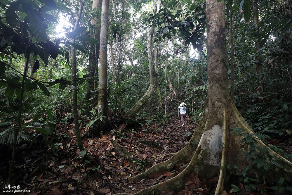 婆罗洲的雨林(一)(26): 