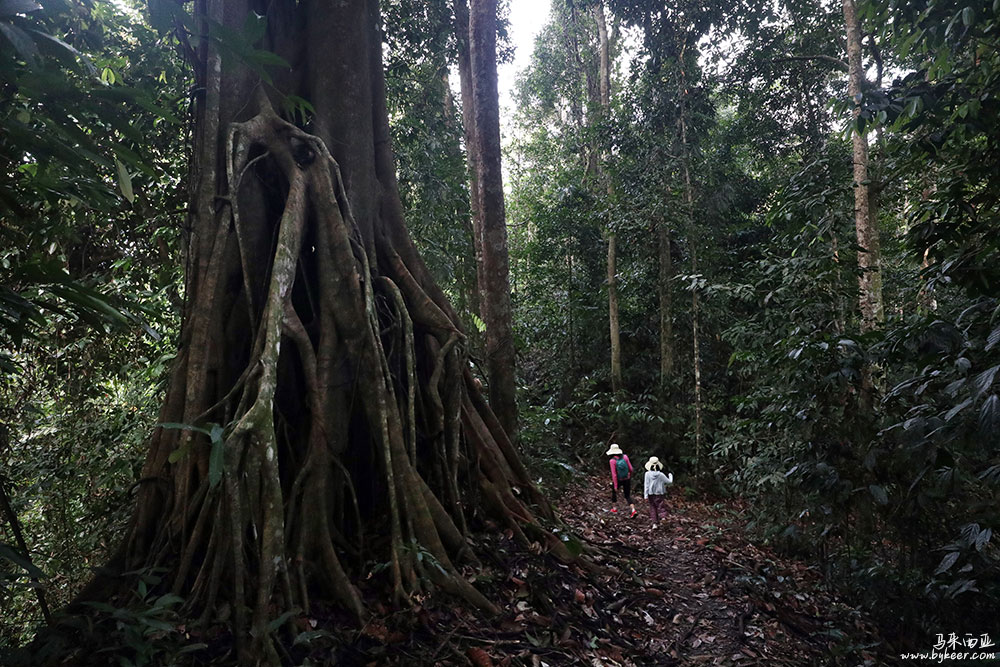 婆罗洲的雨林(一)(27): 其实无需这么多知识。就是只是在这片森林中随机漫步，就是多么惊艳，多么治愈的经历！