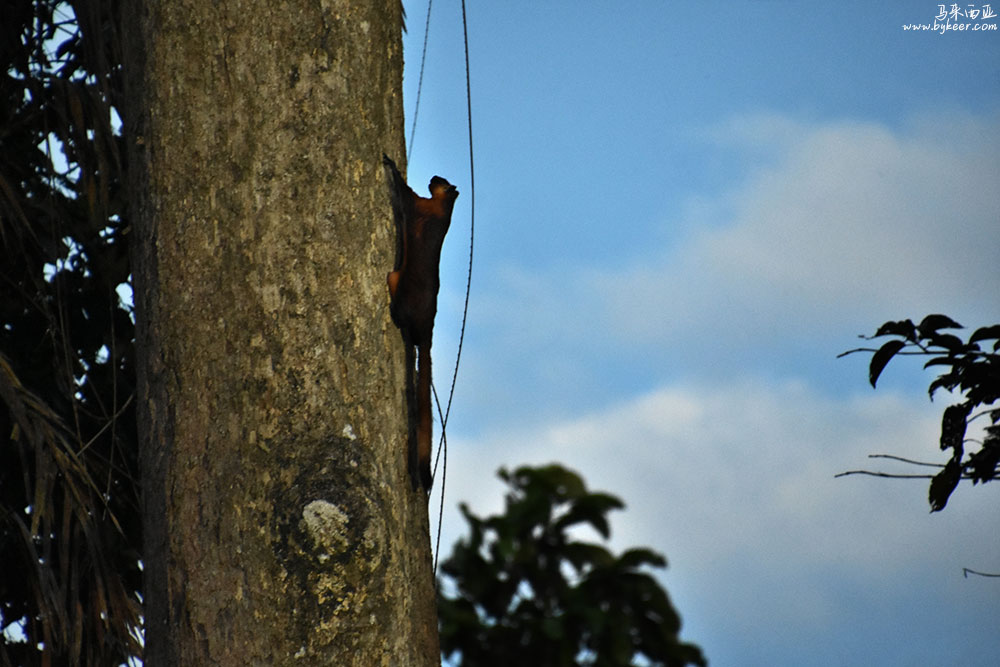 婆罗洲的雨林(一)(28): RDC中的树冠栈道，可以在数十米高空中近距离欣赏空中森林。<br>在这片甚至高出亚马逊的原始雨林中，生存是残酷的。因为食物往往分布在树冠层，生存的压力下，<br>许多原本不会飞的动物，都演化出了“飞行”的能力， 如棕鼯鼠、华莱士飞蛙、金华蛇、飞蜥、伞虎等等，令人叹为观止。