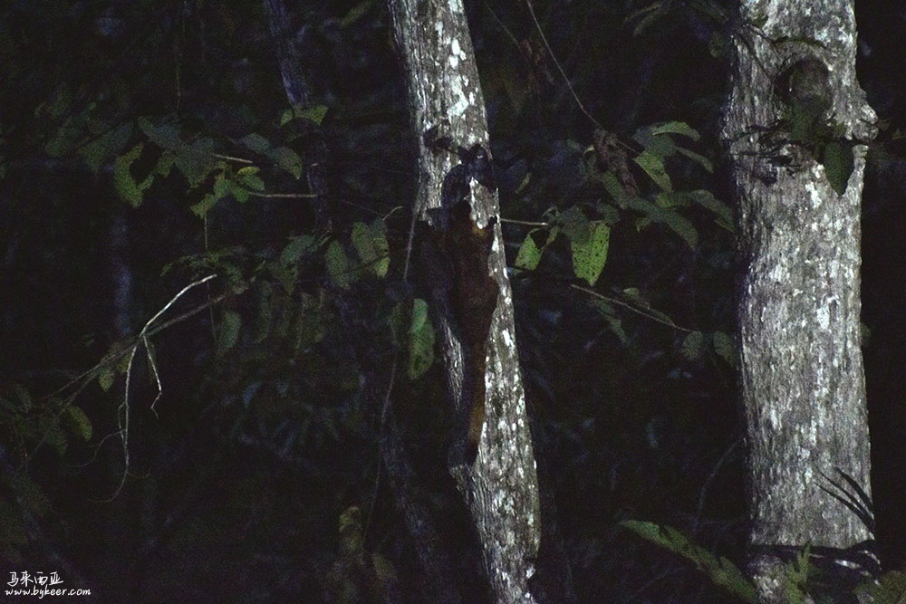 婆罗洲的雨林(一)(29): 棕鼯鼠是体型最大的树栖型松鼠之一，全长可超过一米，借由展开连接前肢、后肢与尾巴的皮膜，能够在树间滑翔相当远的距离。<br>黄昏时分，有好几只飞鼠在大树上活动，只是光线已经比较暗了，拍照不太清晰。