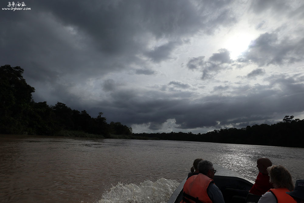 婆罗洲的雨林(二)(1): 京那巴当岸河全长560公里，是沙巴最长的河流，也是全马最大的野生动物聚居栖息地，有“亚洲亚马逊河”之称。