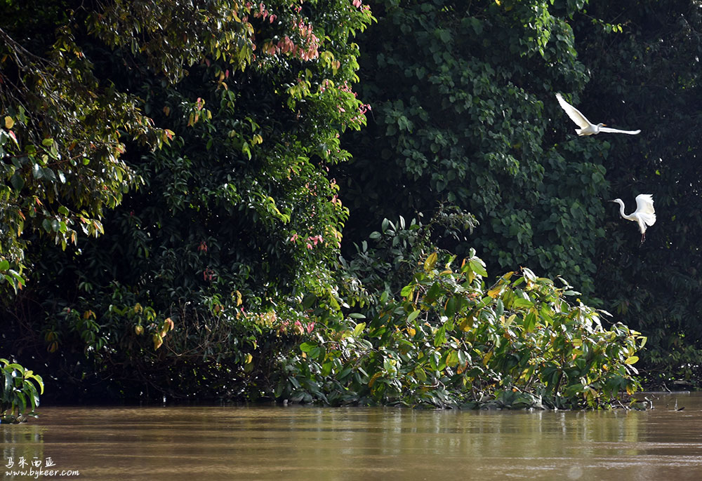 婆罗洲的雨林(二)(10): 白鹭Egret在京河边倒挺常见，导游都知道它的中文名。这是亚庇是市鸟。<br>呃，在我们小区也挺常见，楼下的别墅顶上时常停着一大群。