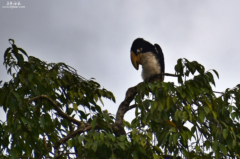 婆罗洲的雨林(二)(11): 该是冠斑犀鸟Oriental pied hornbill？因黄色盔凸前端的斑纹得名，是马来西亚最常见的犀鸟。<br>不过我们这次巡游也只见到这一只，在回程高速掠过的河道旁，高高站立在傍晚昏暗的树梢，我拉到最大焦距匆忙留下影像<br>——所有这些鸟儿现场其实都不甚清晰，也不知其名，回来只能借助互联网补齐作业。