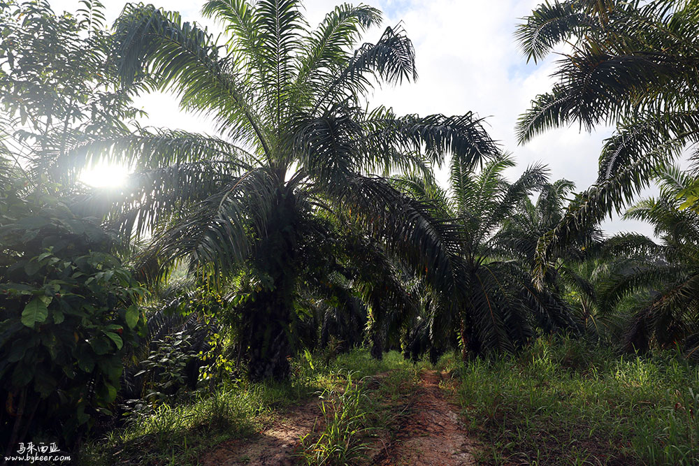 婆罗洲的雨林(二)(18): 看着卫星地图抄近道环线，“误入”油棕榈树林。<br>高大婆娑的油棕榈宛然一片森林，可它们的的确确只是另一种农田，就像海南岛上那些成片的橡胶林一样。<br>国际贸易中，棕榈油超过了大豆油和菜籽油，成为世界上最主要的植物油。它是工业油炸食品的首选，没有它几乎就没有方便面。