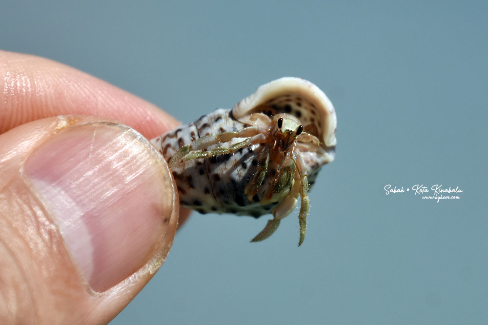 婆罗洲的尽头(17): 