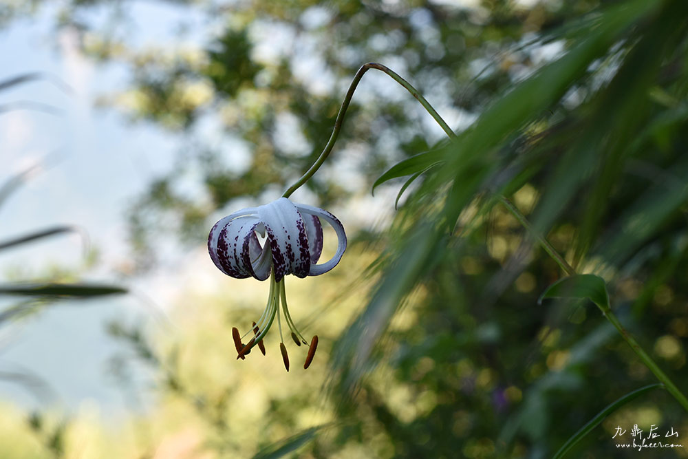 天国花径之九顶后山(1): 