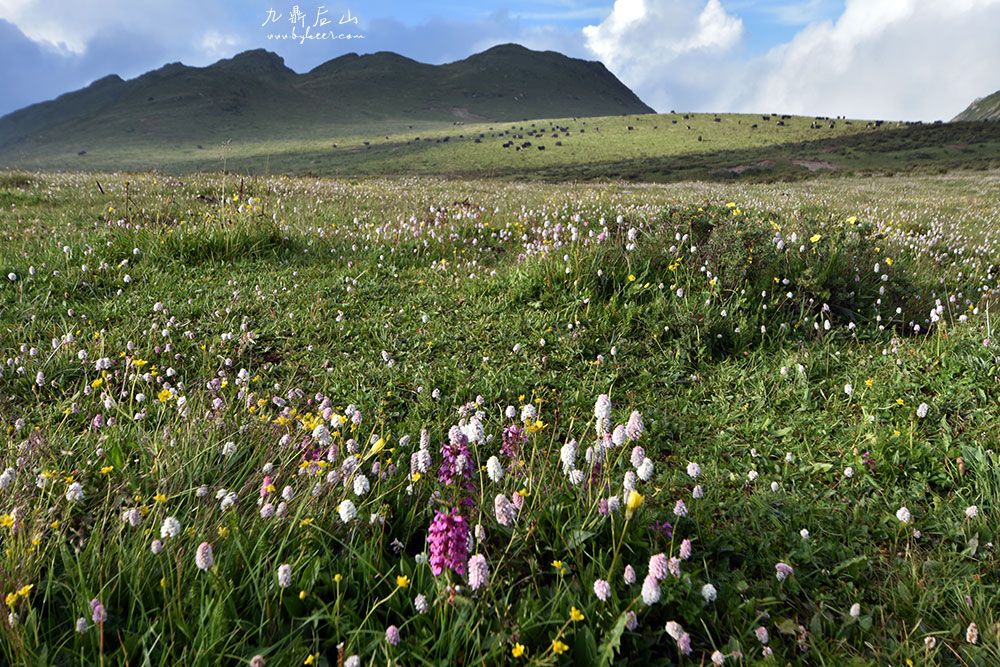 天国花径之九顶后山(10): 