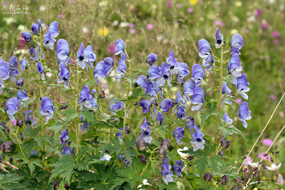 天国花径之九顶后山(4): 