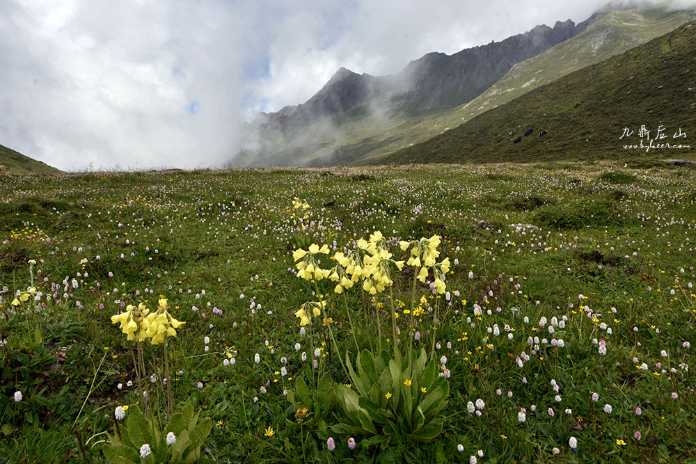 天国花径之九顶后山(7): 