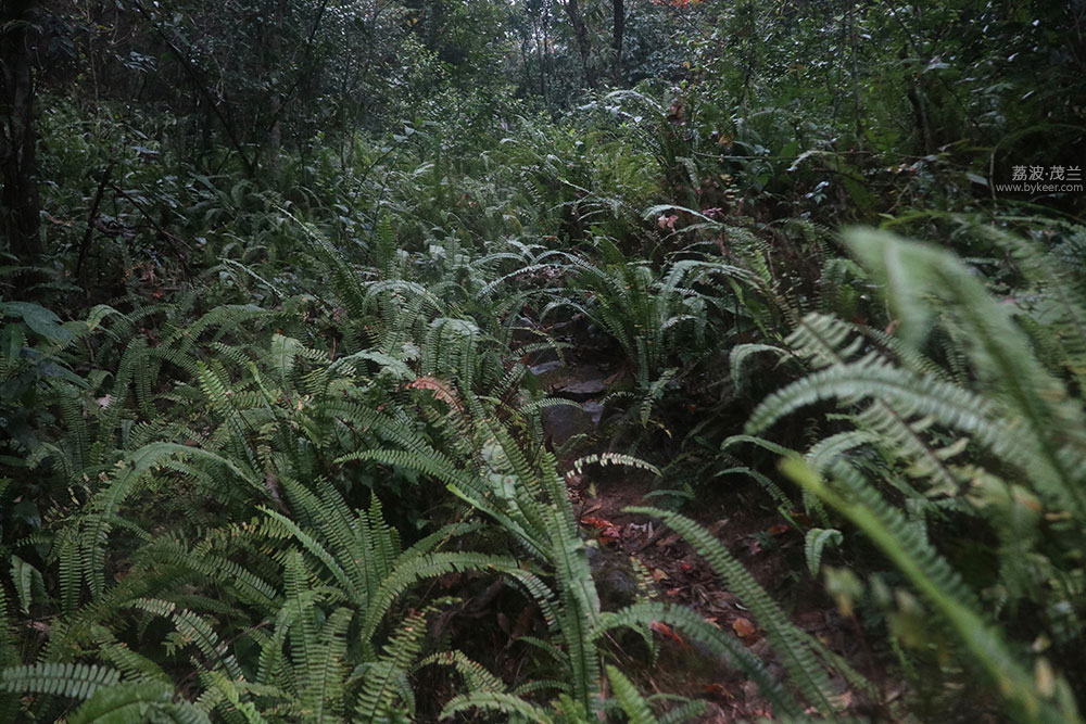 在茂兰的密林中(10): 