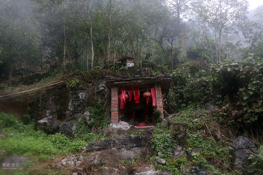 在茂兰的密林中(12): 