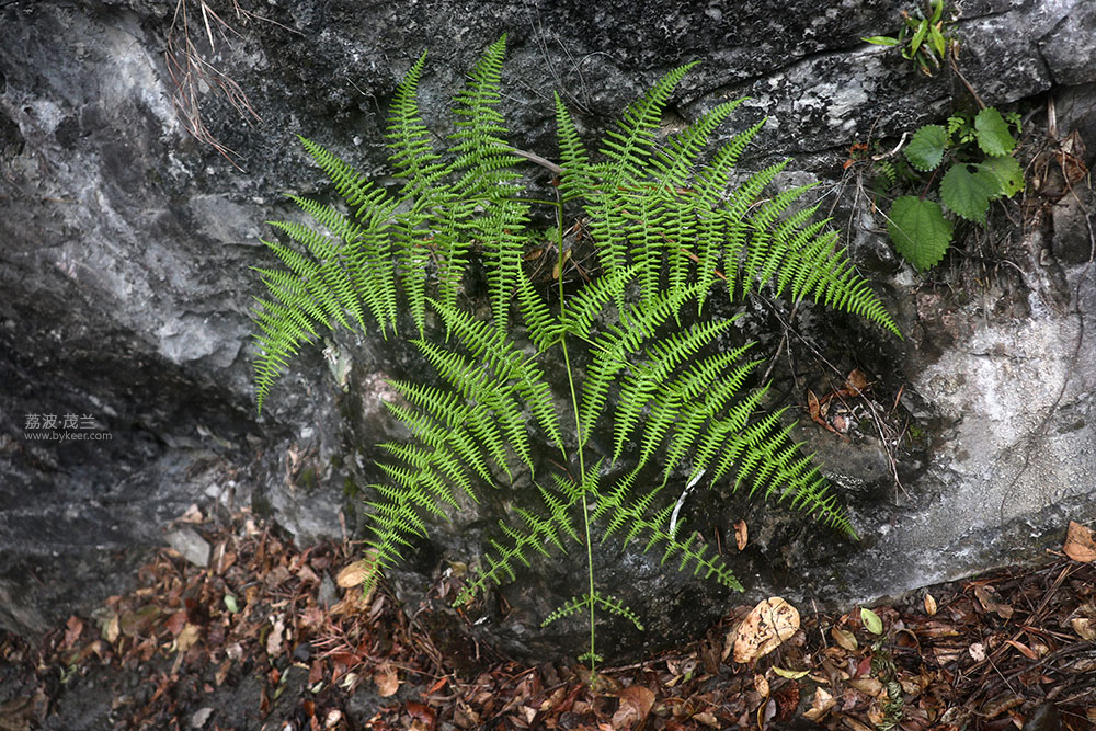 在茂兰的密林中(14): 