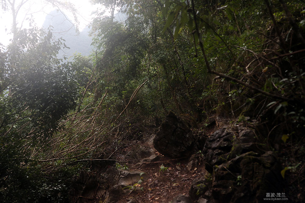 在茂兰的密林中(15): 