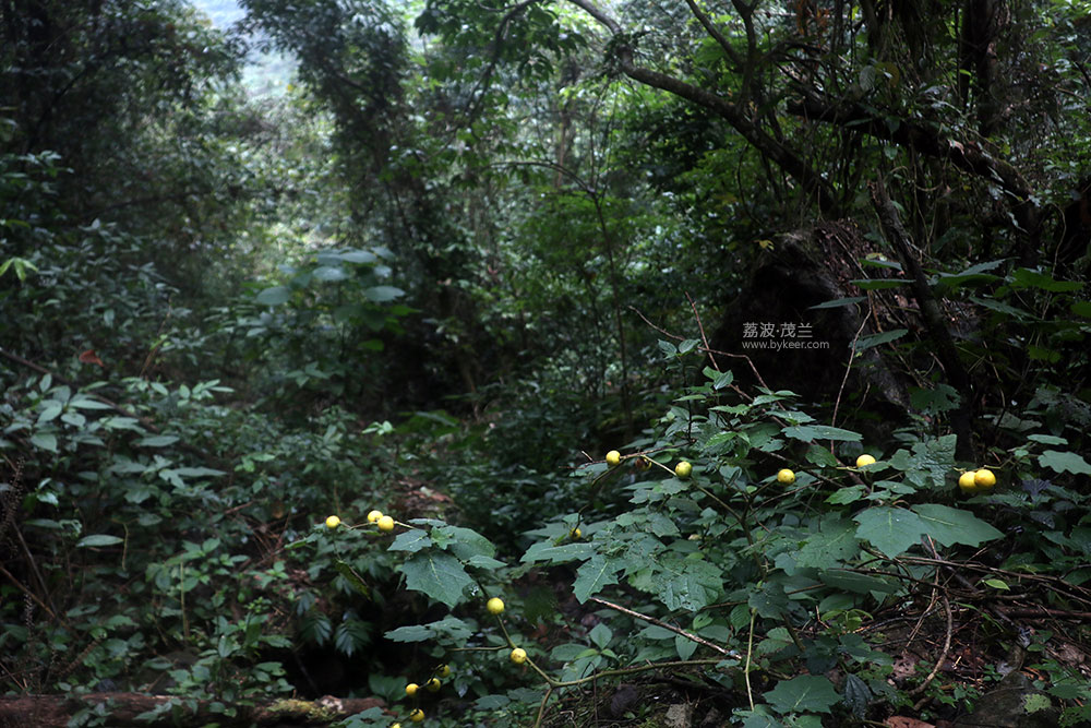 在茂兰的密林中(16): 