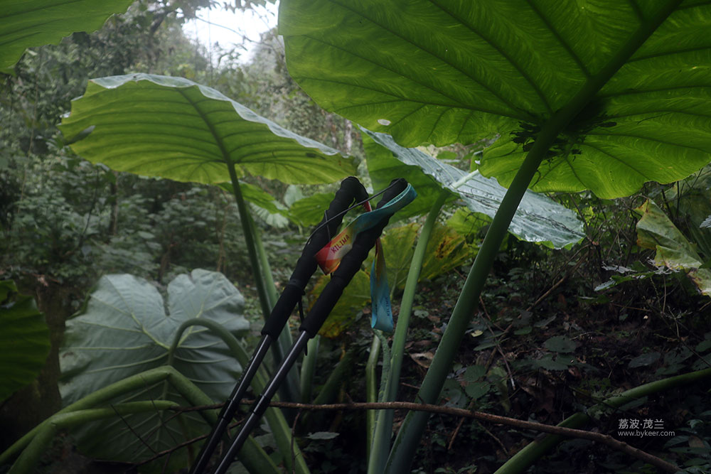 在茂兰的密林中(17): 