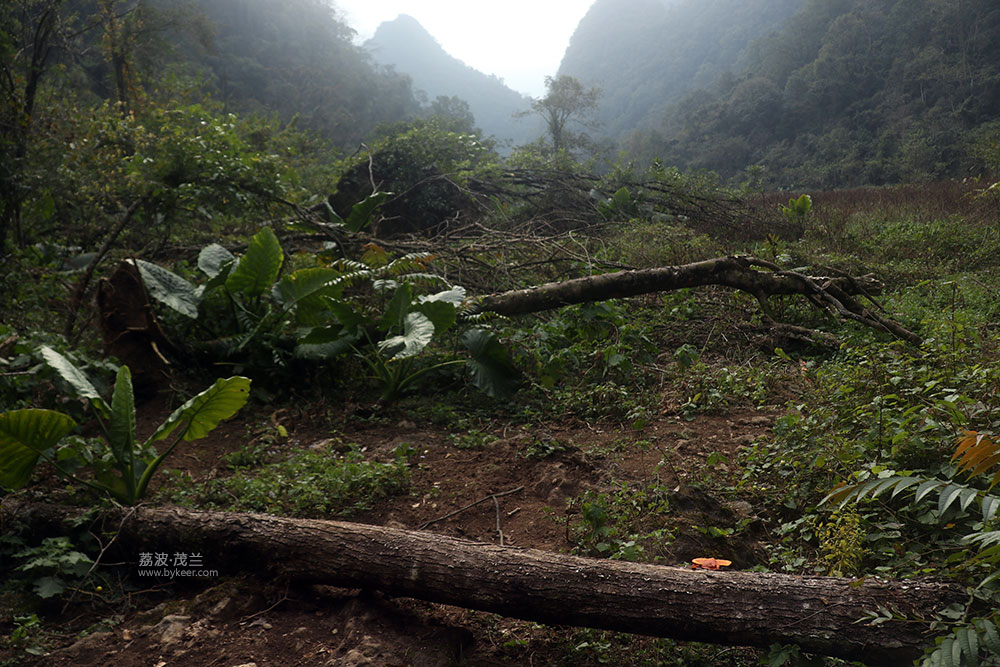 在茂兰的密林中(18): 