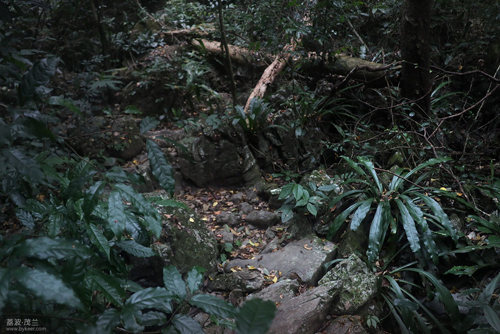 在茂兰的密林中(19): 