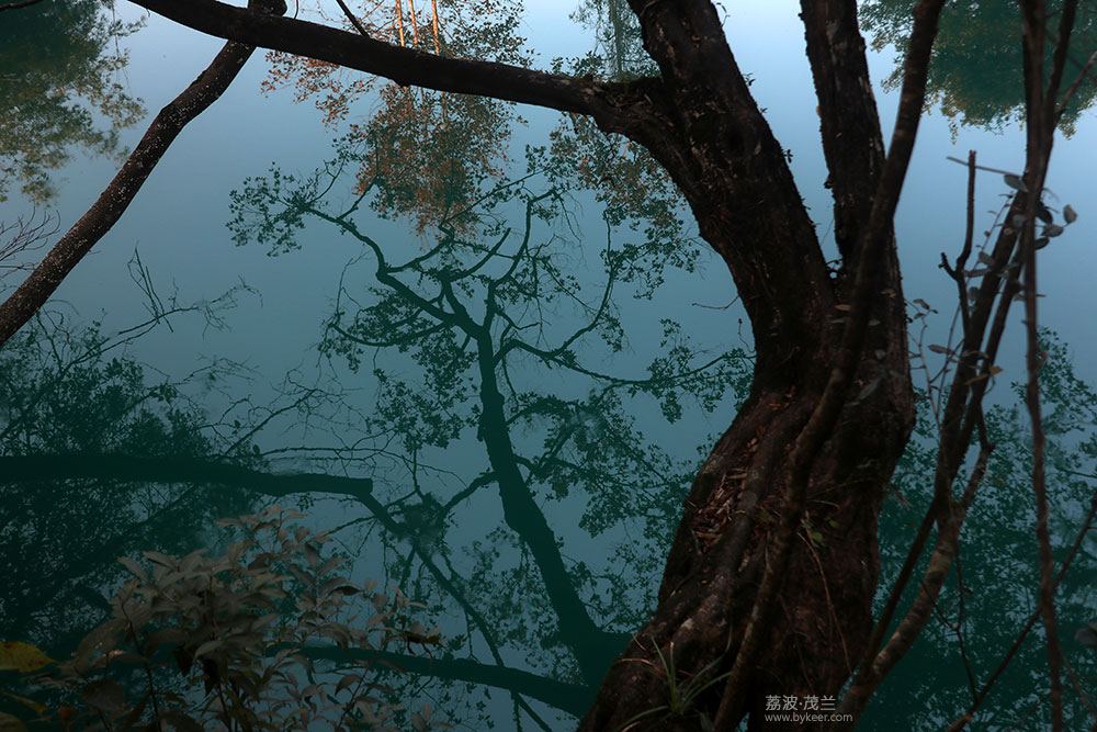 在茂兰的密林中(2): 