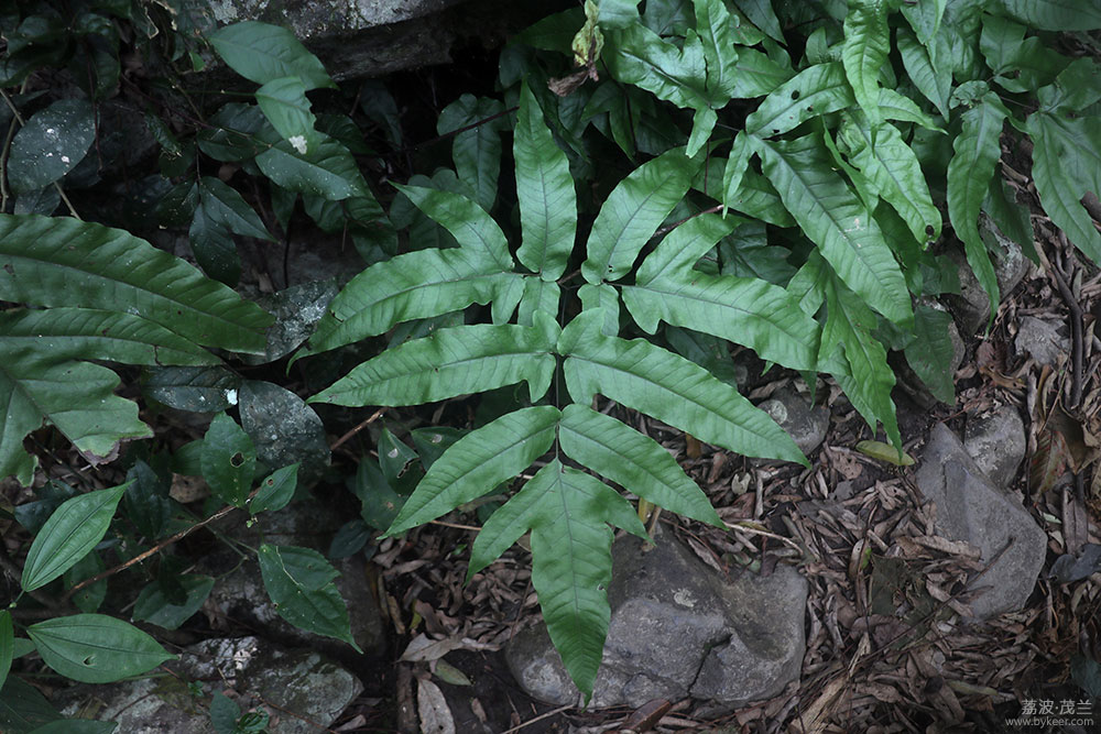 在茂兰的密林中(21): 