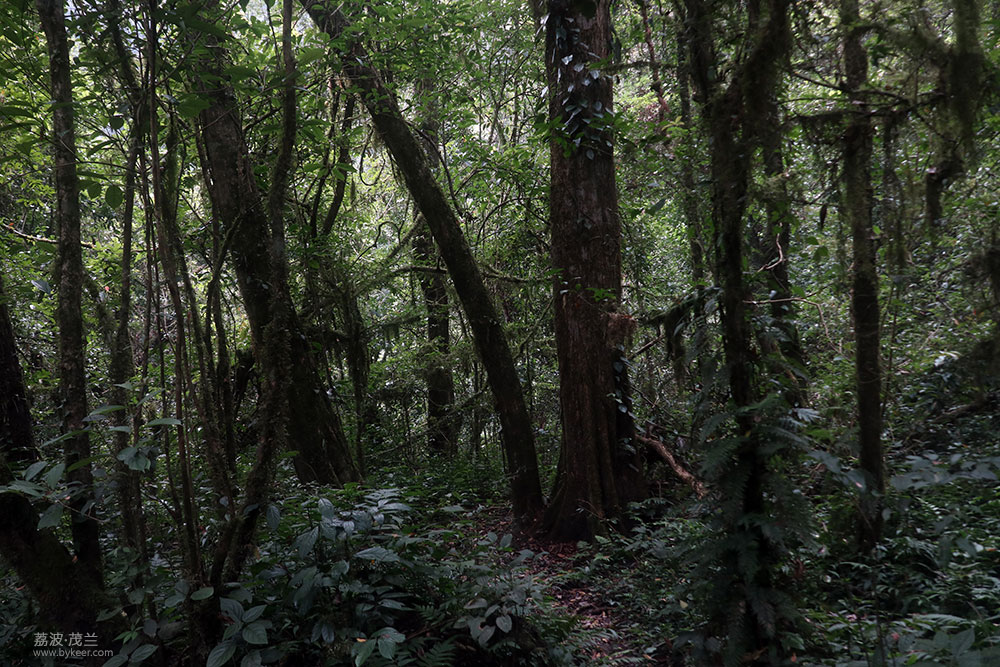 在茂兰的密林中(22): 