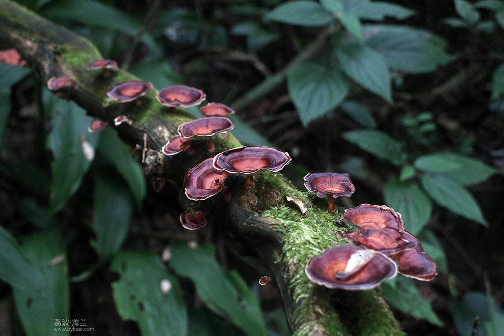 在茂兰的密林中(23): 