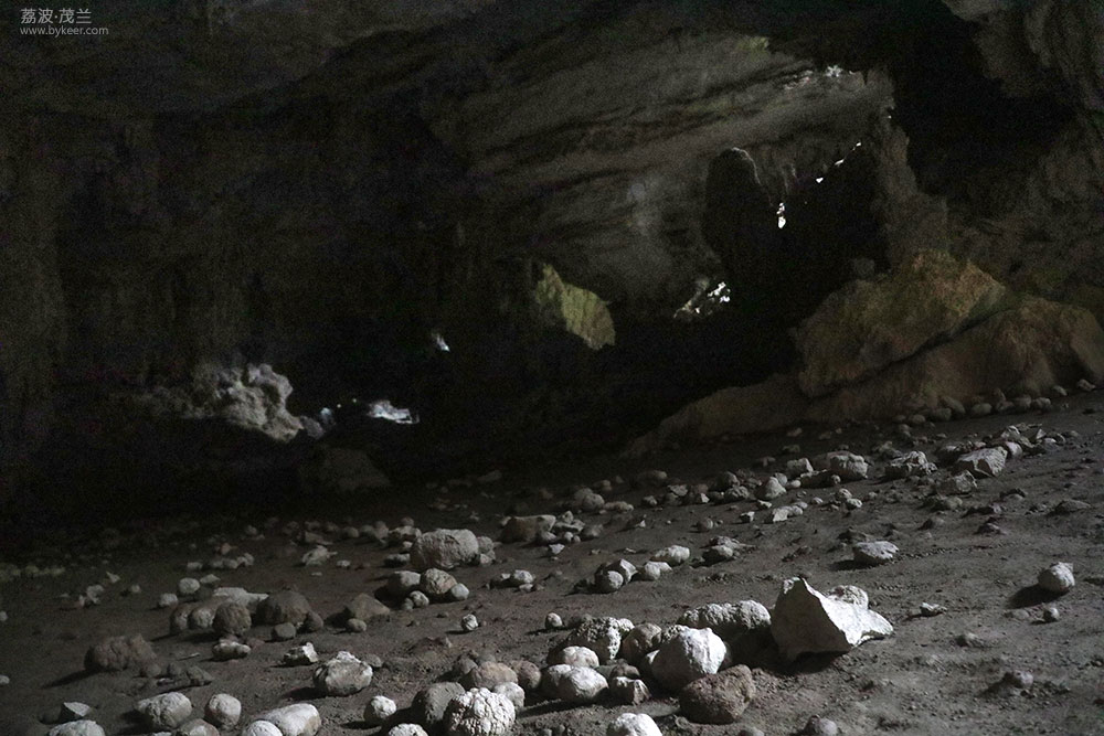 在茂兰的密林中(25): 