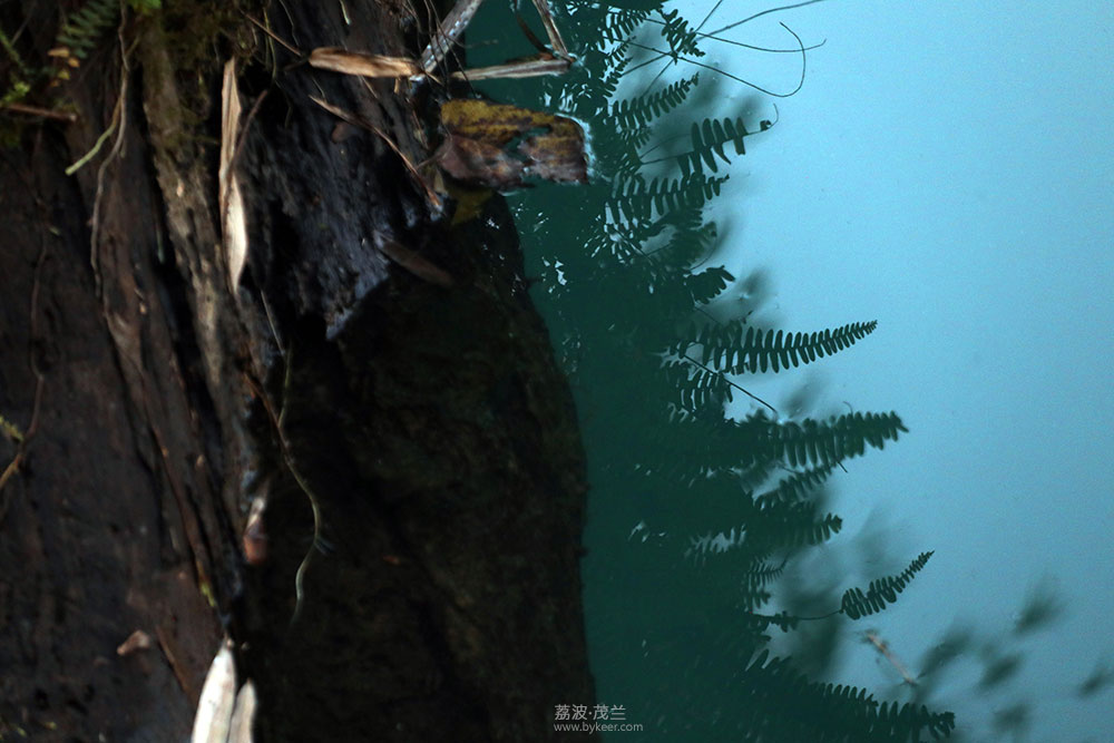 在茂兰的密林中(3): 