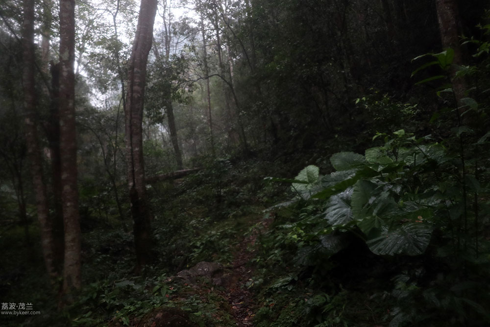 在茂兰的密林中(4): 