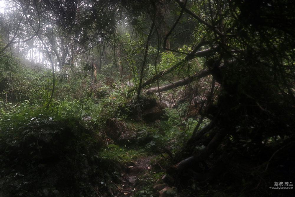 在茂兰的密林中(6): 