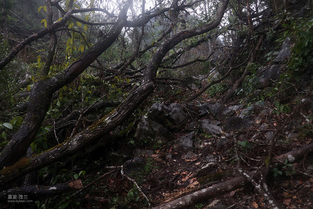 在茂兰的密林中(7): 