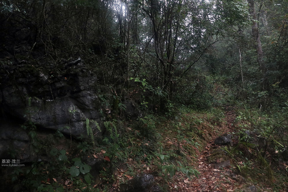 在茂兰的密林中(8): 