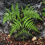 在茂兰的密林中