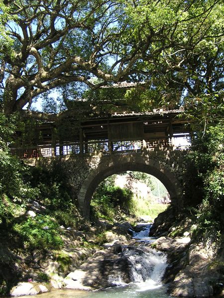 廊桥如梦(7): 洲岭的毓文桥是石拱的廊桥<br>古老而巨大的香樟树的浓荫庇护着它