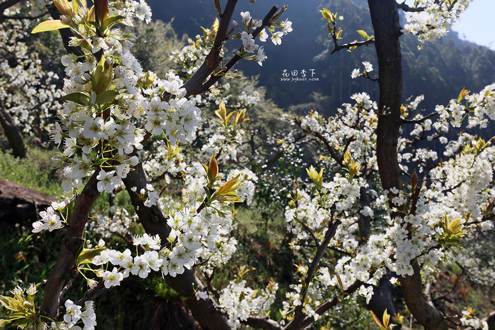 花田李下(7): 