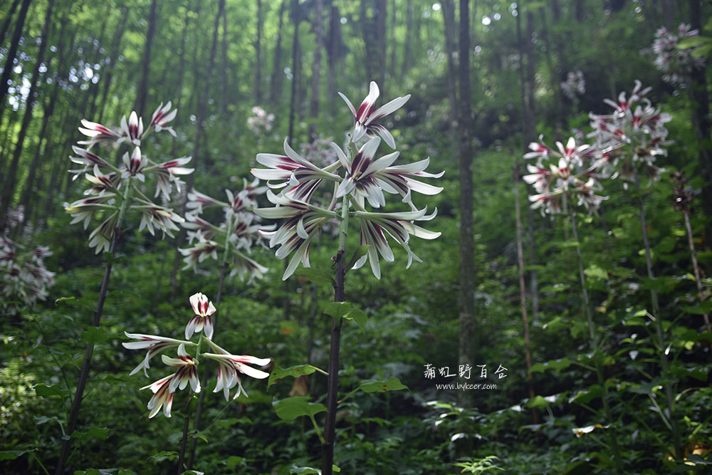 蒲虹野百合(9): 