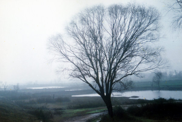 白衣飘飘的年代(16): 大四冬天。<br>考研前一周，<br>我压抑得不得了，<br>骑车出去转了半天。<br>这是江边冬天的树。