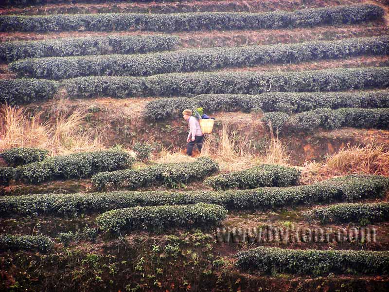 原乡(15): 茶山<br>四川盆地潮湿多雾<br>非常适合茶叶种植