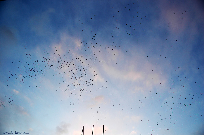 北欧商旅(21): 哥德堡黄昏天空上的鸟。这一天很大的风，刚住进宾馆后开窗远望，<br>抬头猛然发现鸟群像烟一样在大风中摇摆飘散，当时就看呆了。