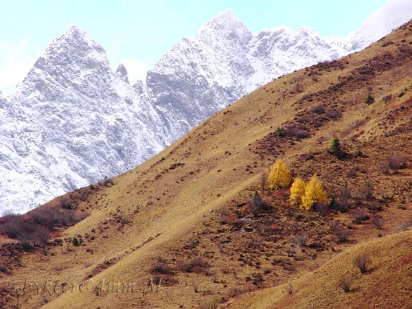 与四姑娘山的约会(11): 雪山、山坡和树