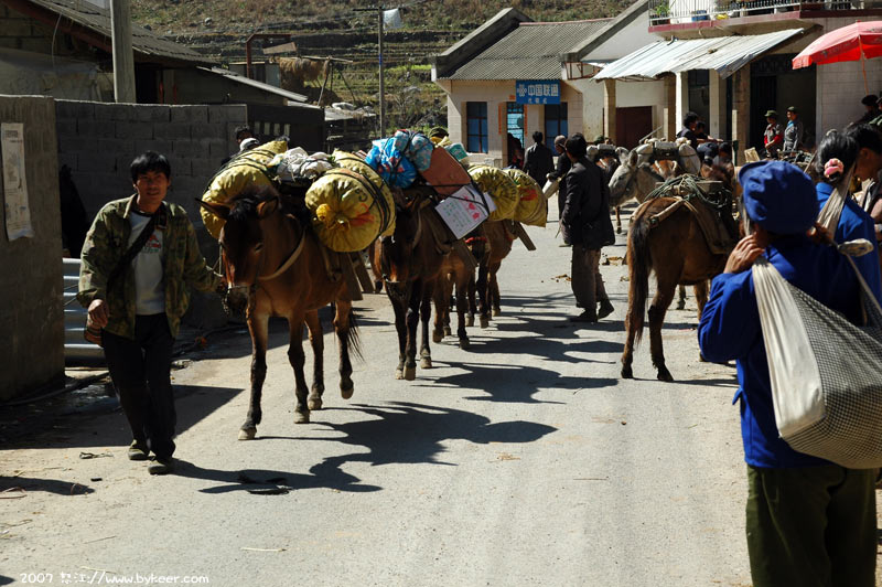 骑行怒江(一)(20): 怒江峡谷小村的驴帮。注意右边这位蓝衣妇女，<br>怒江峡谷中人们几乎都是用头来“背”东西的，就连背篓也只有一个带子用来顶在前额