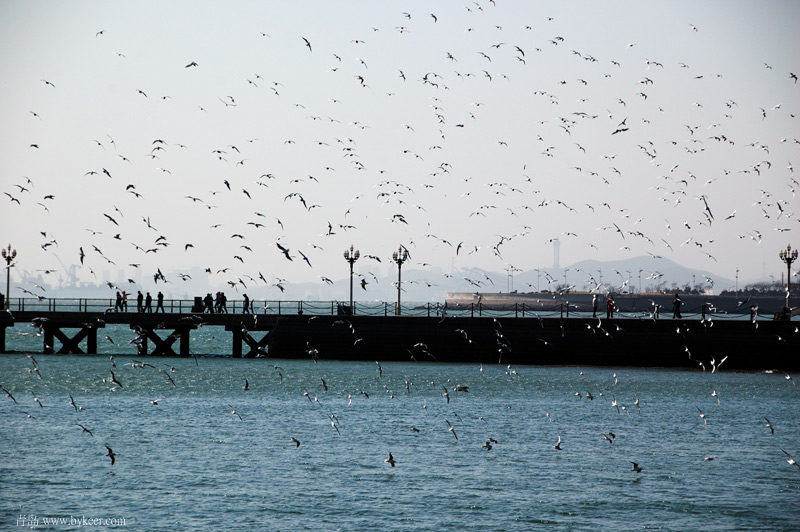 青岛印象(5): 群鸥翻飞的栈桥。很喜欢杜甫一句诗：舍南舍北皆春水，但见群鸥日日来