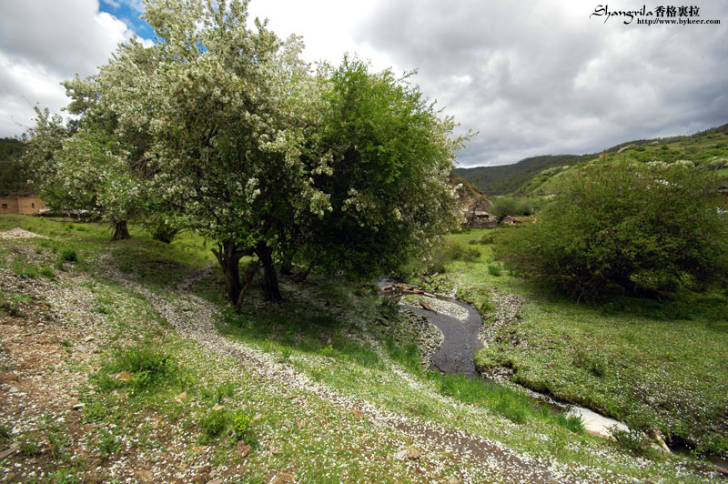 穿越香格里拉(2): 路边的白花树，流水落花，遍地落英