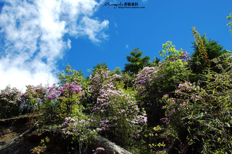 穿越香格里拉(8): 蓝天白云，阳光映照着路边的杜鹃花林，这是2008年的6月<br>而等到9、10月份，层林浸染，将是最美的秋天<br>从春到秋，在香格里拉，是多么短暂，又多么热烈的时光呵