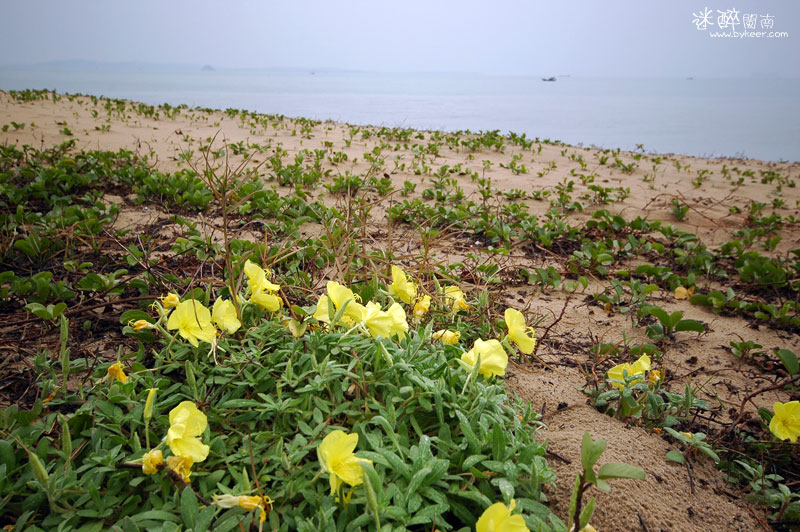迷醉闽南(10): 滨海路外的沙滩和野花