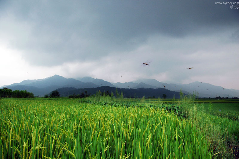 章渡(1): 章渡在青弋江北岸逶迤蜿蜒的云岭脚下<br>稻田、远山，浓云下成群飞舞的蜻蜓，多么熟悉的盛夏风景